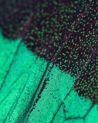 close up of the green and black fabric