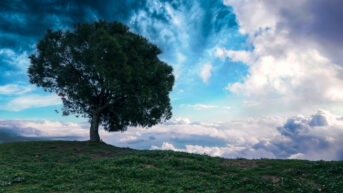 a lone tree sitting on top of a lush green hillside