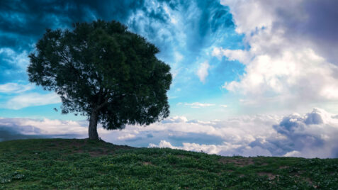 a lone tree sitting on top of a lush green hillside